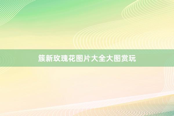 簇新玫瑰花图片大全大图赏玩